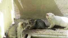 Nature cats iran artwork