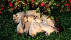 Nature cats Kittens baby animals