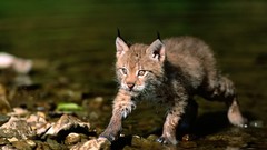 Nature cats lynx wildlife