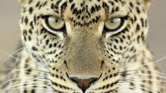 Nature cats Wild jaguars