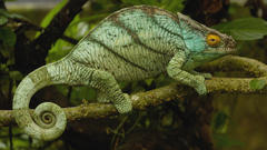 Nature chameleons lizards