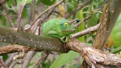 Nature chameleons Reptiles