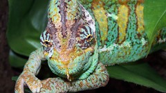 Nature chameleons Reptiles