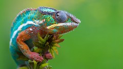 Nature chameleons Reptiles