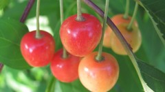 Nature cherries fruits