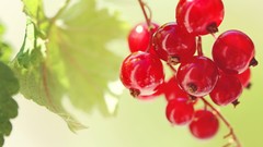 Nature cherries fruits