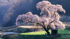 Nature cherry blossoms