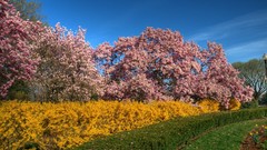 Nature cherry blossoms