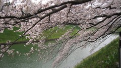 Nature cherry blossoms