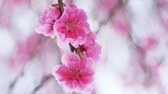 Nature cherry blossoms