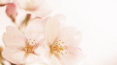 Nature cherry blossoms