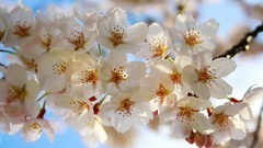 Nature cherry blossoms