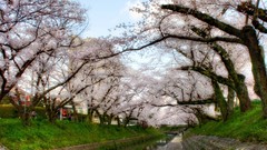 Nature cherry blossoms