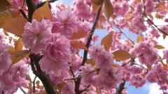 Nature cherry blossoms