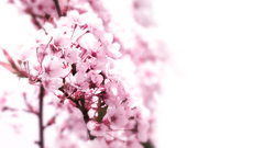 Nature cherry blossoms Flowers