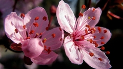 Nature cherry blossoms Flowers