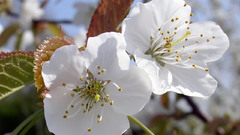 Nature cherry blossoms Flowers