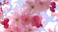 Nature cherry blossoms Flowers