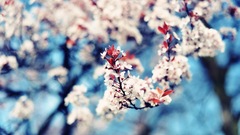 Nature cherry blossoms Flowers