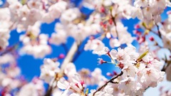 Nature cherry blossoms Flowers