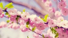 Nature cherry blossoms Flowers