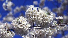 Nature cherry blossoms Flowers