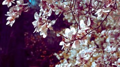 Nature cherry blossoms Flowers