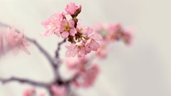 Nature cherry blossoms Flowers