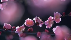 Nature cherry blossoms pink