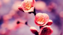 Nature cherry blossoms pink