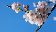 Nature cherry blossoms spring