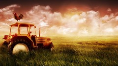 Nature Chickens fields