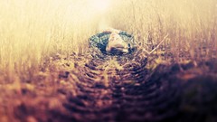 Nature children lying down depth of field