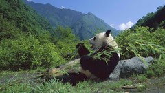 Nature China bamboo giant eating red pandas
