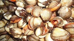 Nature China food iran artwork