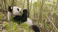 Nature China panda bears