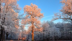 Nature Christmas happy