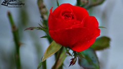 Nature Christmas roses Plants