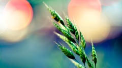 Nature close-up bokeh