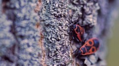 Nature close-up bugs