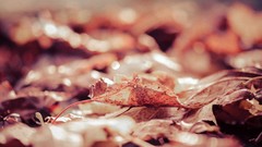 Nature close-up depth of field