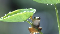 Nature close-up Frogs amphibians