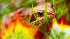 Nature close-up Frogs colors multicolor