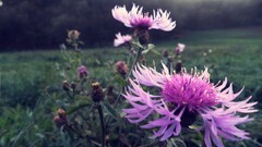 nature closeup Thistles purple flowers Flowers Plants outdoors