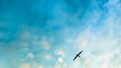 Nature clouds Birds skyscapes