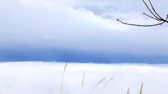 Nature clouds branches skies
