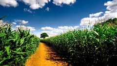 Nature clouds corn fields cornfield farms