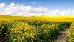 Nature clouds fields yellow flowers