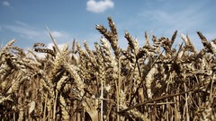 Nature clouds grain wheat corn fields