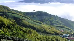 Nature clouds hills tea Taiwan fields